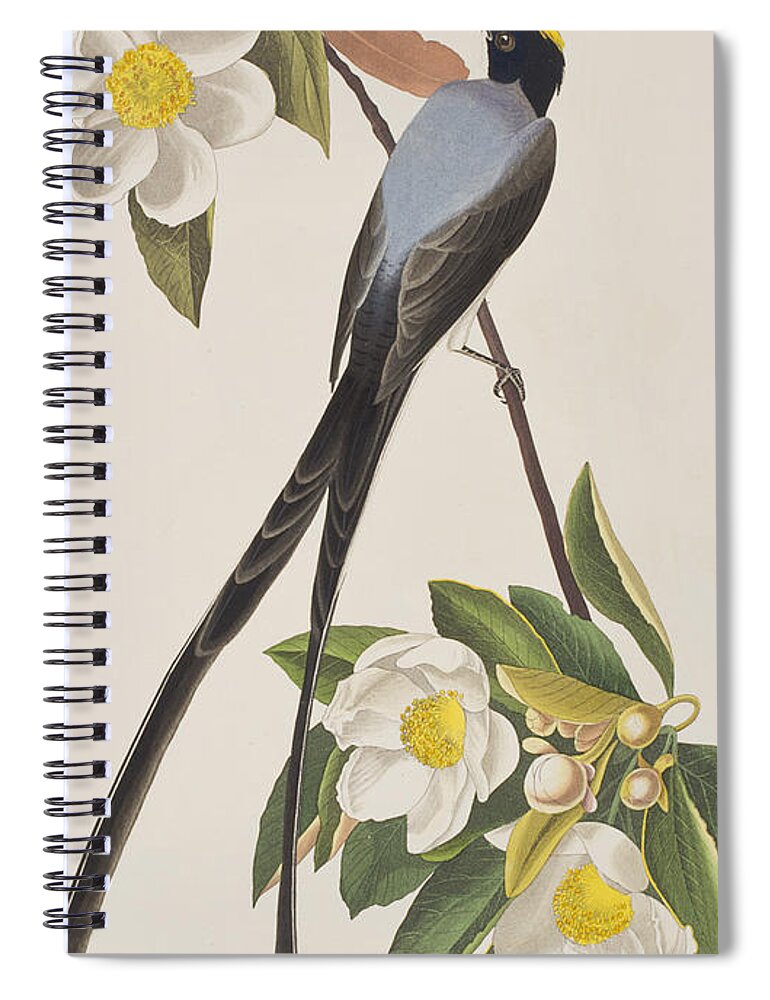 Flycatcher Spiral Notebook featuring the painting Fork-tailed Flycatcher by John James Audubon
