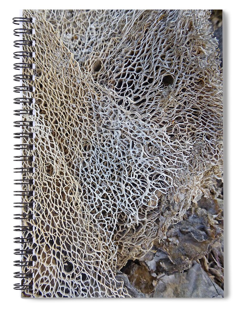 Desert Spiral Notebook featuring the photograph Former Prickly Pear Cactus by Claudia Goodell