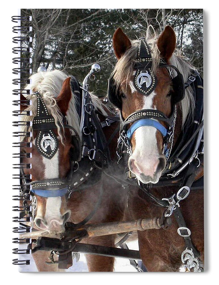 Animals Spiral Notebook featuring the photograph Frosty Belgians by Sandra Huston