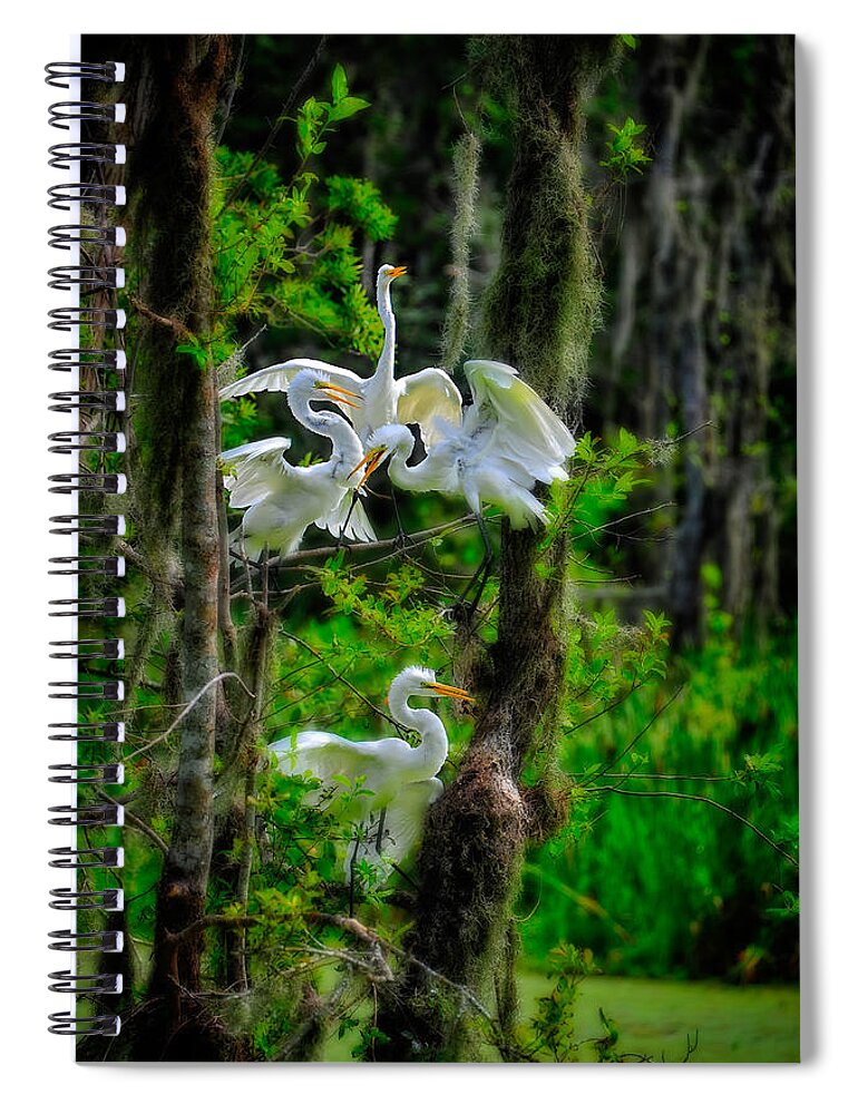 Birds Spiral Notebook featuring the photograph Four Egrets in Tree by Harry Spitz