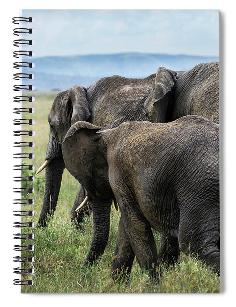 Elephants Spiral Notebook featuring the photograph Four elephants in Serengeti by RicardMN Photography