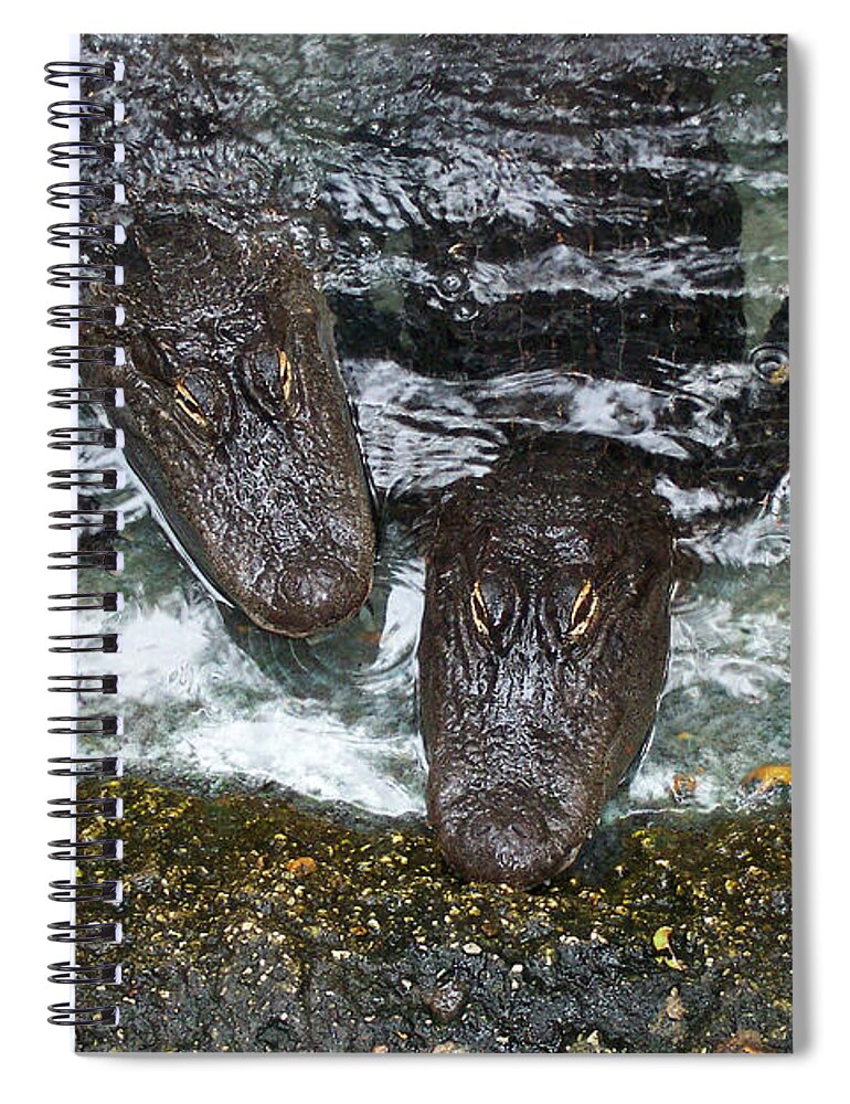 Alligator Spiral Notebook featuring the photograph Four for Lunch by Jerry Griffin