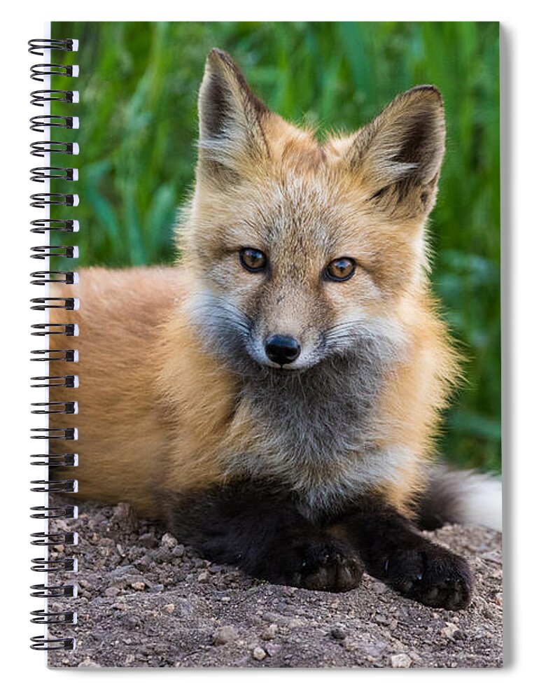 Red Fox Spiral Notebook featuring the photograph Fox Kit at Dusk #3 by Mindy Musick King