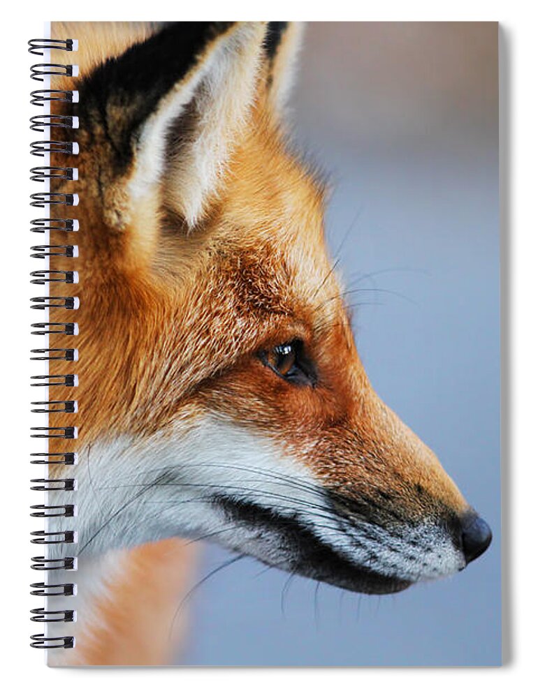 Animal Spiral Notebook featuring the photograph Fox profile by Mircea Costina Photography