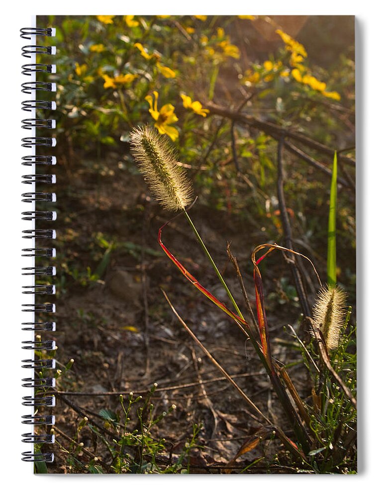 Kentucky Spiral Notebook featuring the photograph Foxtail Glowing in Sun by Douglas Barnett