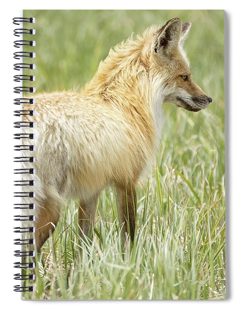 Fox Spiral Notebook featuring the photograph Foxy Lady by Eilish Palmer