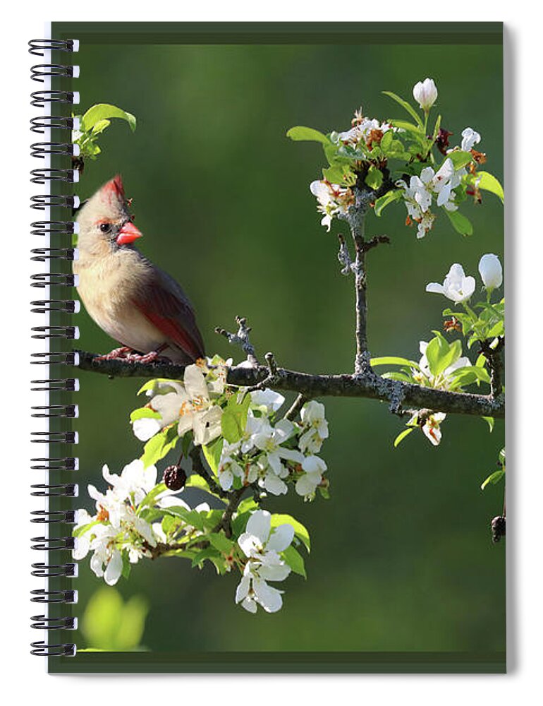 Animals Spiral Notebook featuring the photograph Framed Cardinals In Spring by Sandra Huston