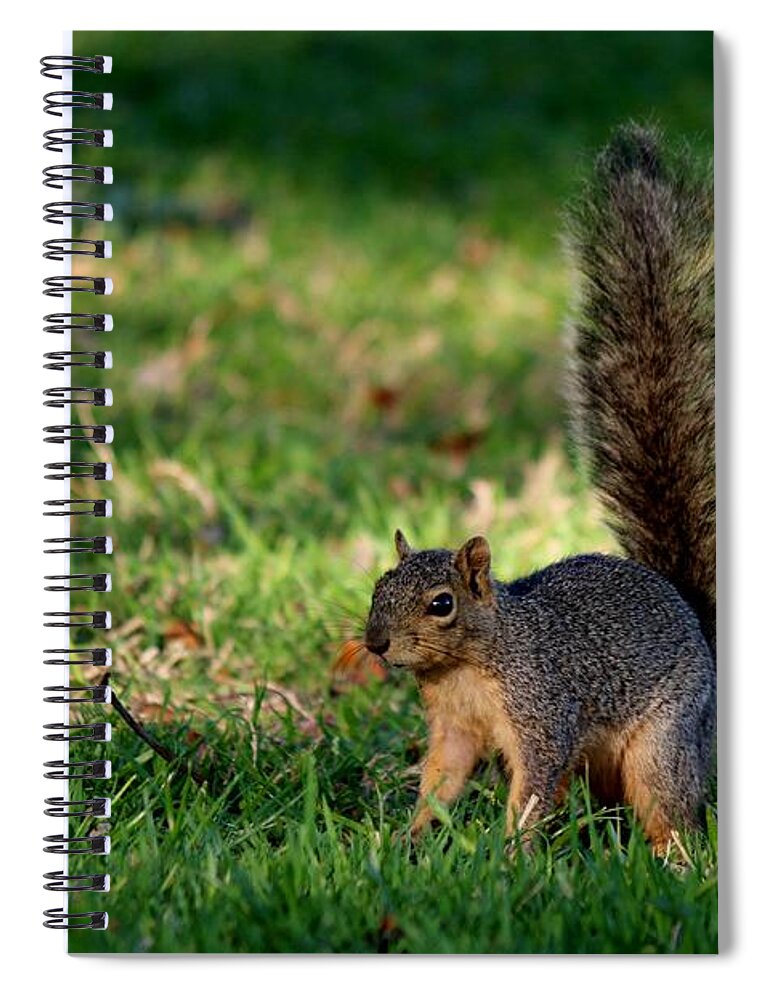 Squirrel Spiral Notebook featuring the photograph Freeze by Christy Pooschke