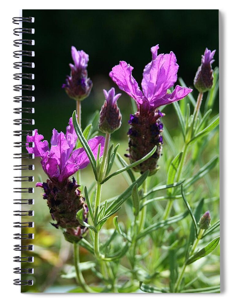 French Lavender Spiral Notebook featuring the photograph French Lavender by Nigel Radcliffe