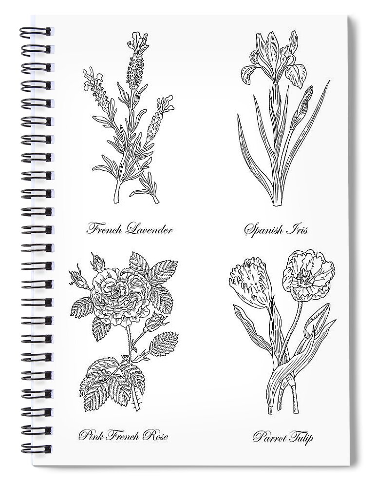 French Spiral Notebook featuring the drawing French Lavender Spanish Iris Pink Rose Parrot Tulip Drawing by Irina Sztukowski