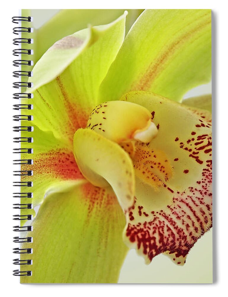 Yellow Orchid Spiral Notebook featuring the photograph Fresh Green Cymbidium Orchid by Gill Billington