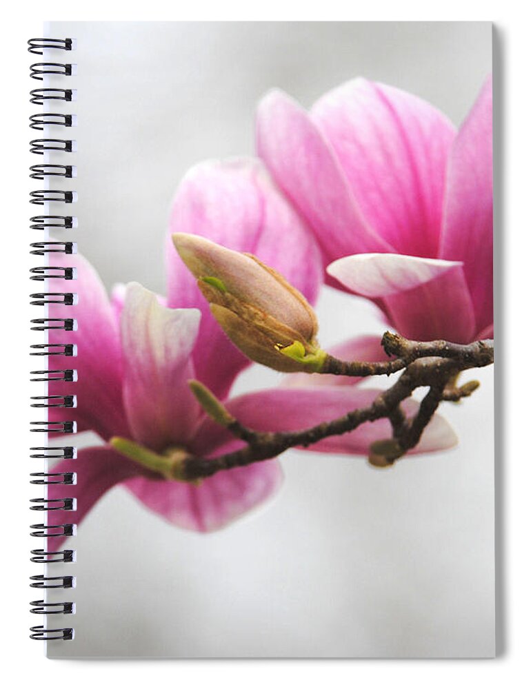 Magnolia Spiral Notebook featuring the photograph Fresh Start by Jai Johnson