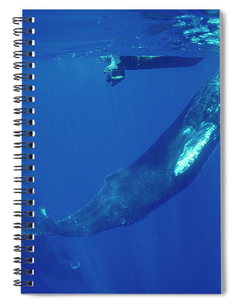 00129975 Spiral Notebook featuring the photograph Friendly Humbpack and Tiny Boat by Flip Nicklin