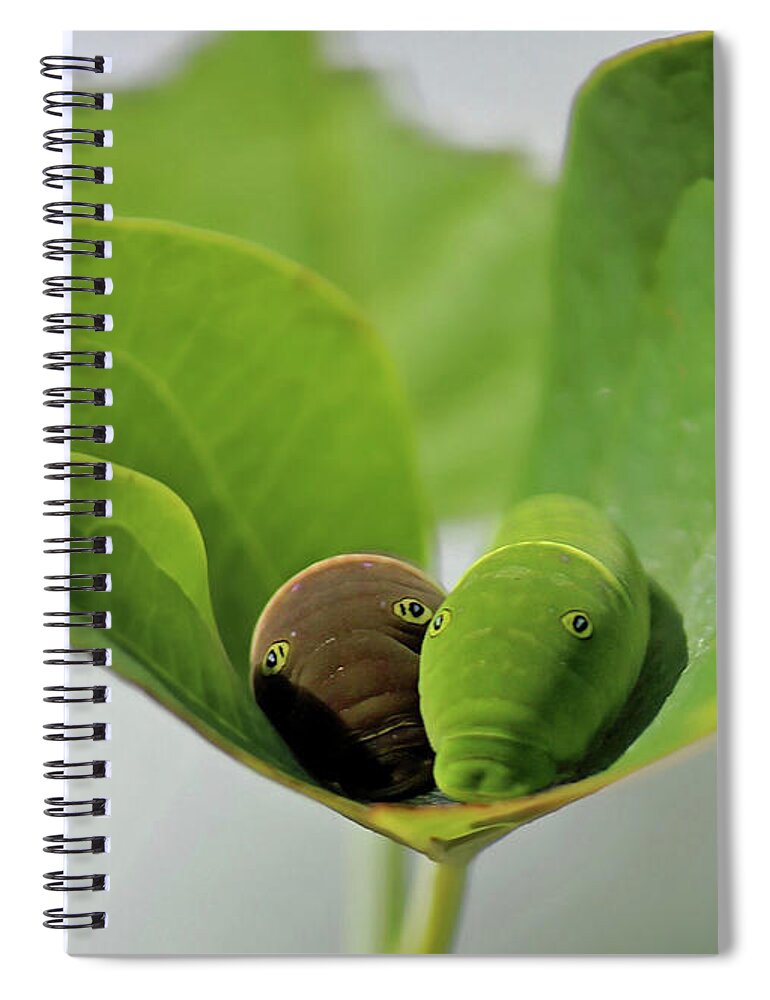 Eastern Tiger Swallowtail Spiral Notebook featuring the photograph Friends by Jackson Pearson