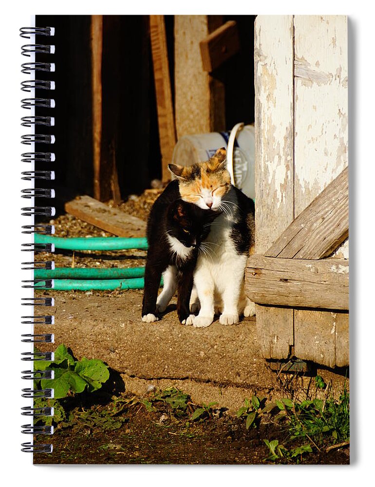 Cats Spiral Notebook featuring the photograph Friends by Steven Clipperton