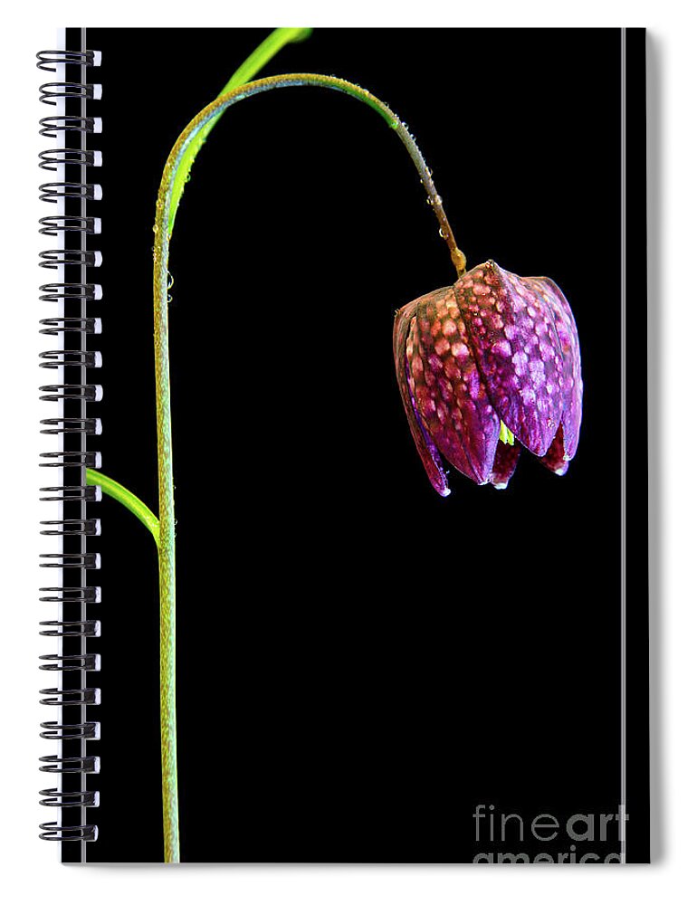 Fritillaria Meleagris Spiral Notebook featuring the photograph Fritillaria meleagris, Snakes Head fritillary by Andy Myatt