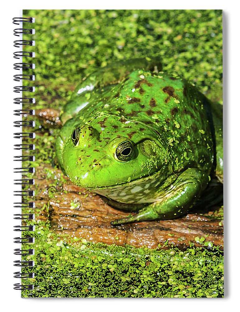 Heron Heaven Spiral Notebook featuring the photograph Frog And Duck Weed by Ed Peterson