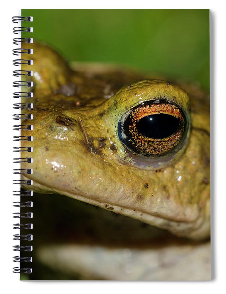 Frog Spiral Notebook featuring the photograph Frog posing by Steev Stamford