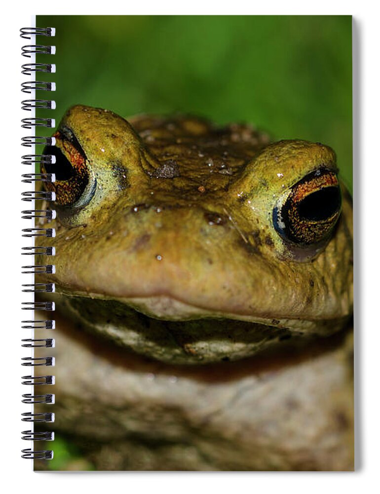 Frog Spiral Notebook featuring the photograph Frog by Steev Stamford