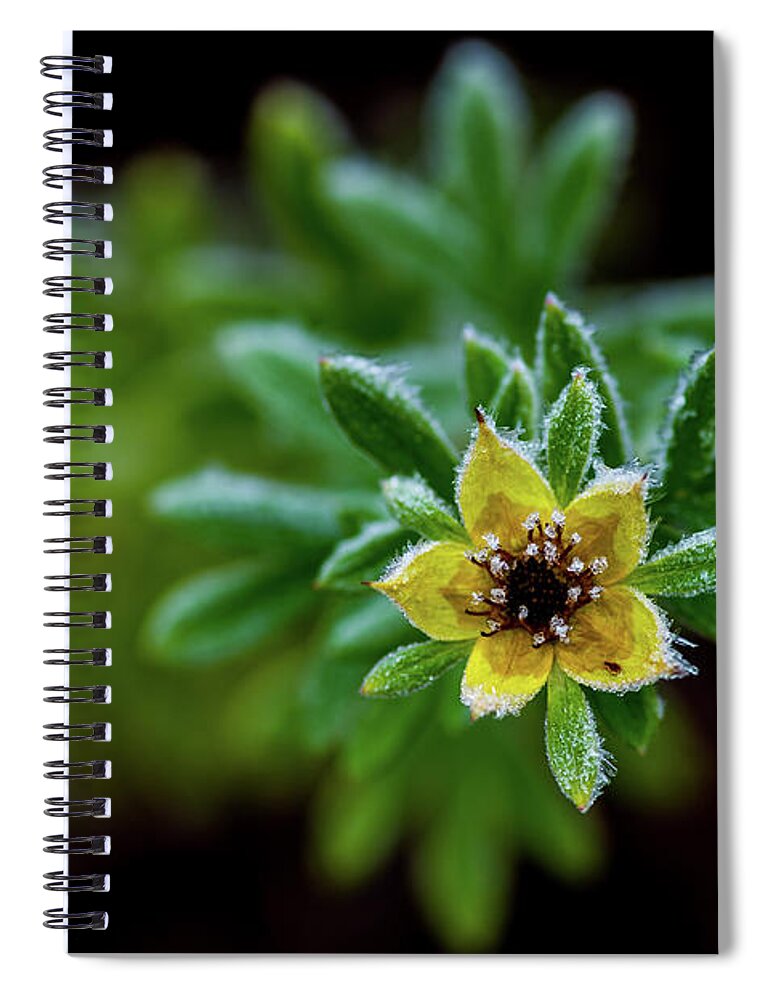 Frostnipped Shrubby Cinquefoil Spiral Notebook featuring the photograph Frostnipped Shrubby Cinquefoil by Torbjorn Swenelius