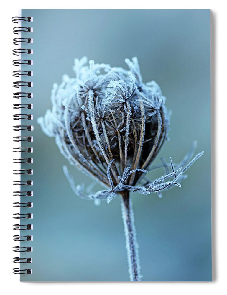 Queen Anne's Lace Spiral Notebook featuring the photograph Frosty Blue by Debbie Oppermann