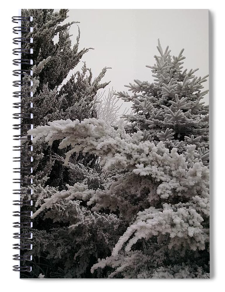 Frosty Evergreens Spiral Notebook featuring the photograph Frosty Evergreens by Jennifer Forsyth