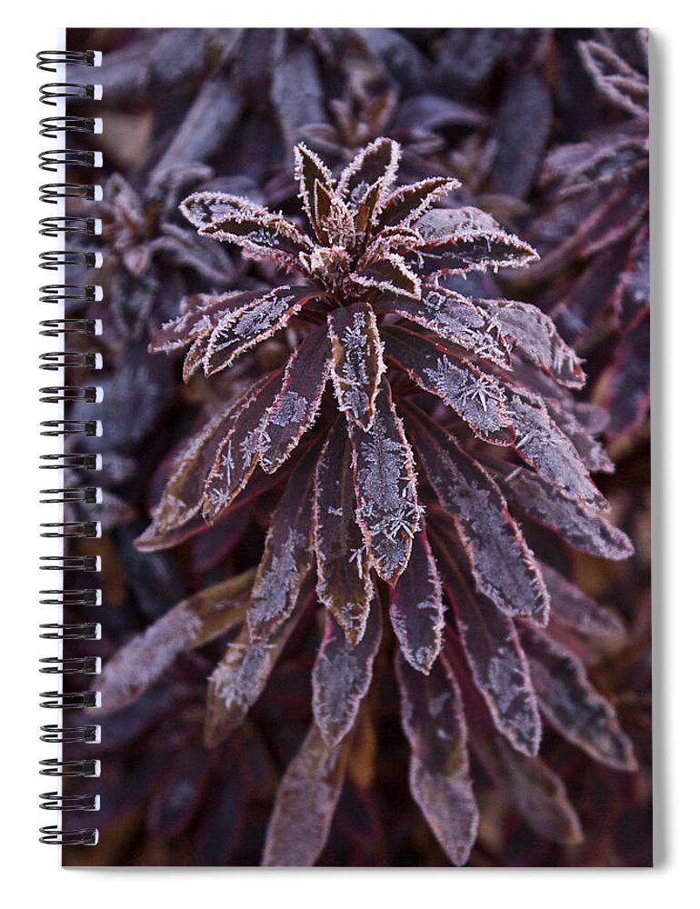 Christmas Spiral Notebook featuring the photograph Frozen Christmas by Douglas Barnett