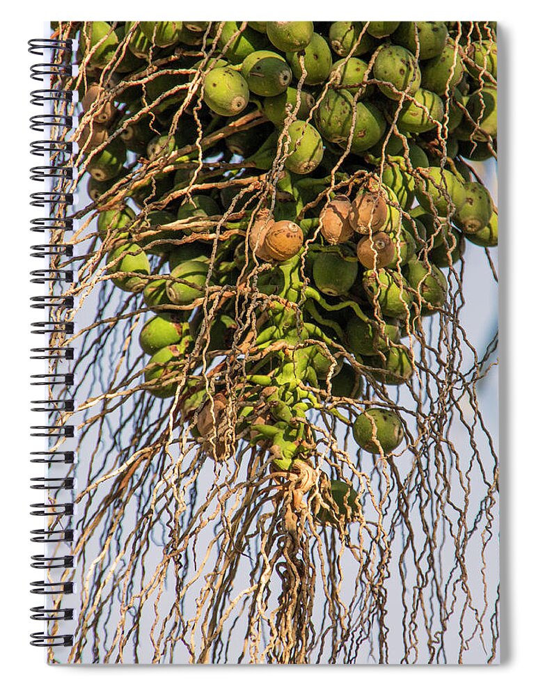 Agriculture Spiral Notebook featuring the photograph Fruits of a Date Tree by Adriana Zoon
