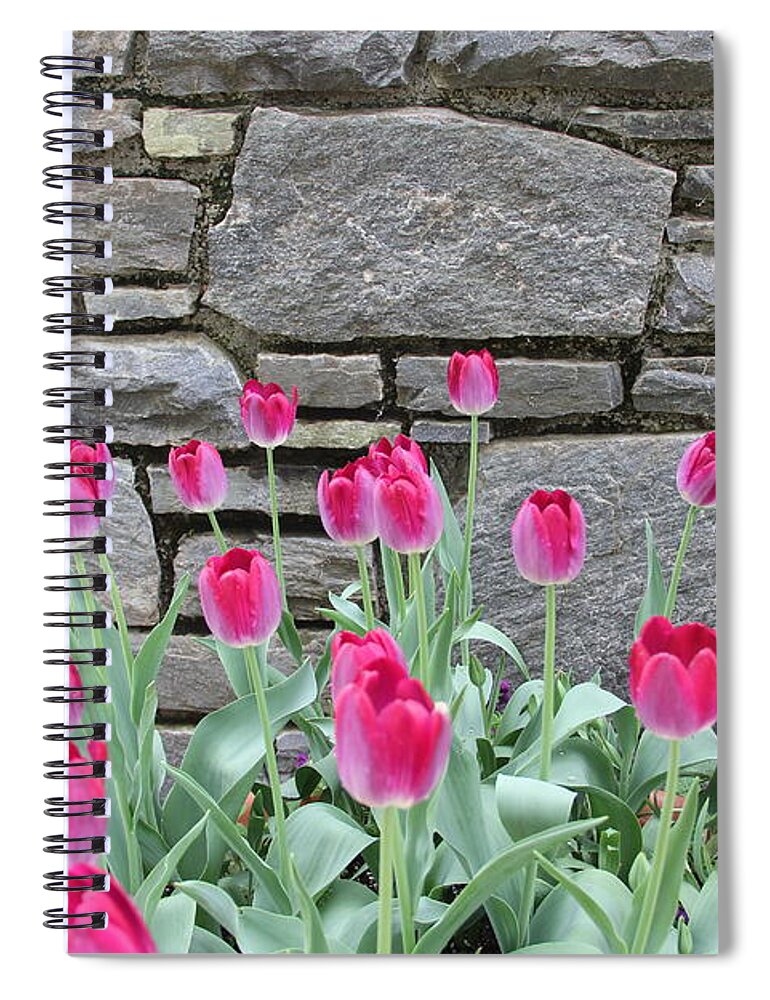 Tulips Spiral Notebook featuring the photograph Fuchsia Color Tulips by Allen Nice-Webb