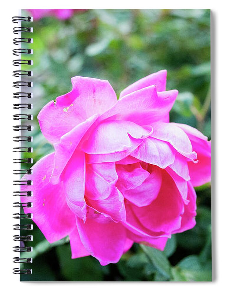 Roses Spiral Notebook featuring the photograph Fuchsia Roses by Lisa Blake