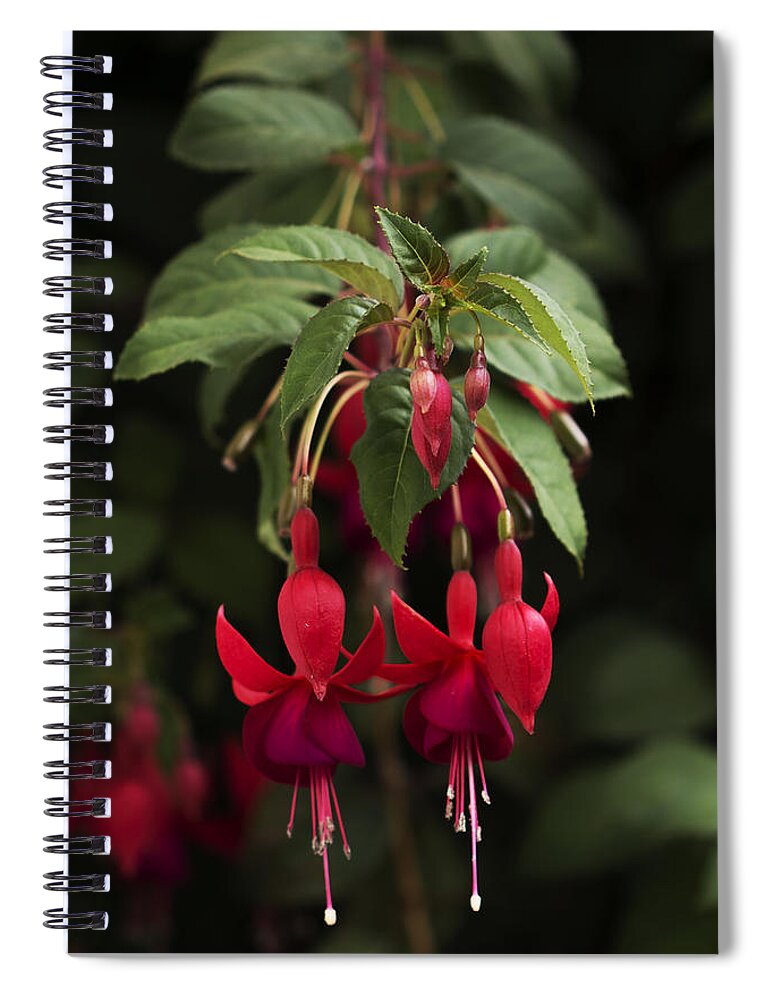 Fuchsia Spiral Notebook featuring the photograph Fuchsia Twins by Ramabhadran Thirupattur