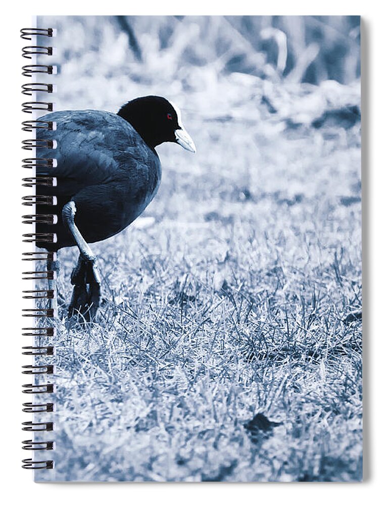 Common Coot Spiral Notebook featuring the photograph Fulica Atra 2 by Jaroslav Buna