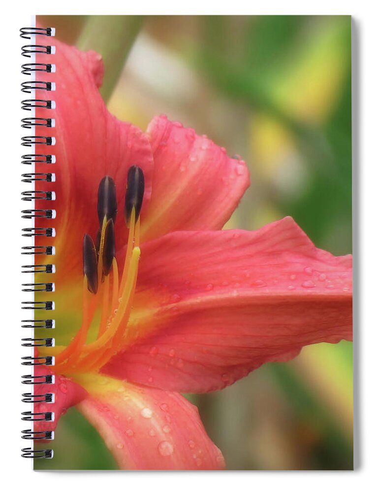 H. Fulva Rosea Spiral Notebook featuring the photograph Fulva Rosea Rebloom - Daylily by MTBobbins Photography