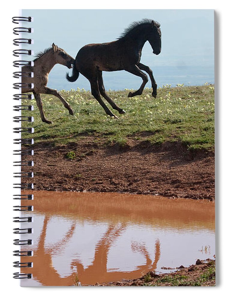 Wild Horse Spiral Notebook featuring the photograph Fun in the Rockies- Wild Horse Foals by Mark Miller
