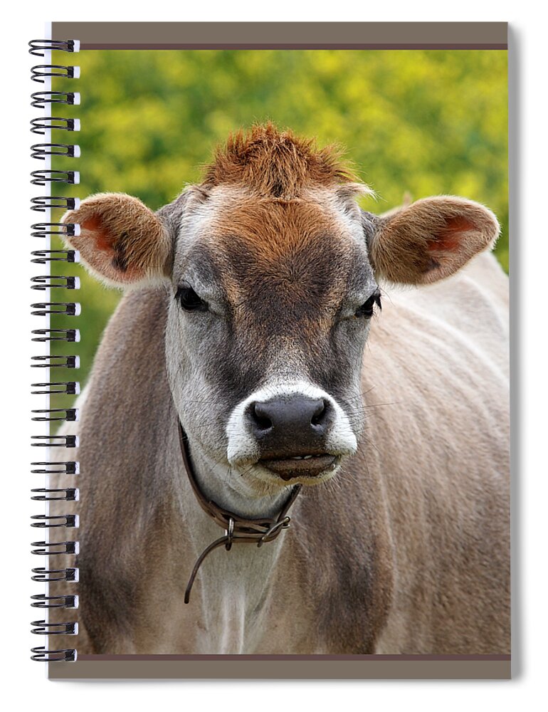 Jersey Cow Spiral Notebook featuring the photograph Funny Jersey Cow -Square by Gill Billington