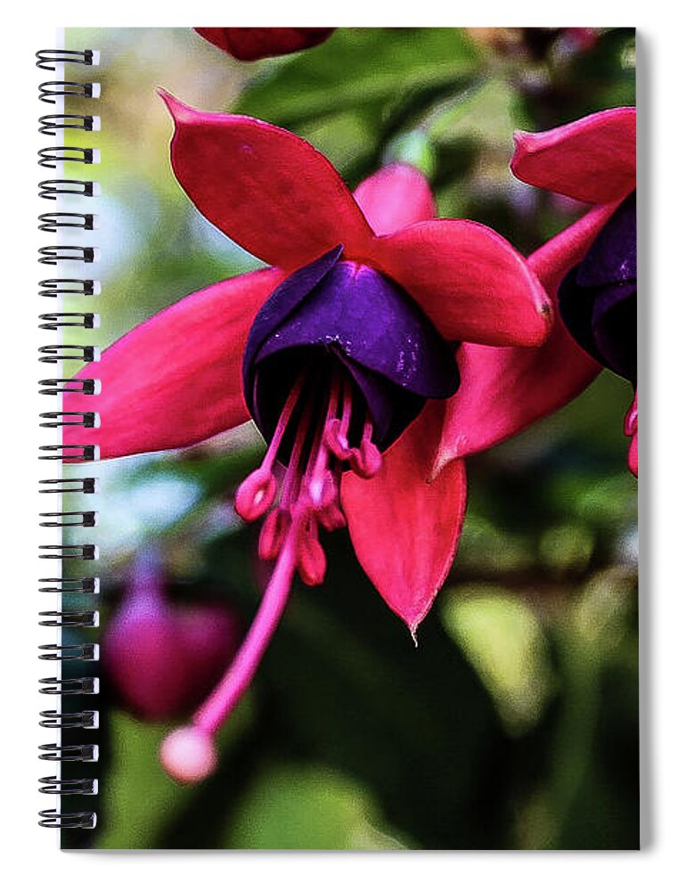 Flower Spiral Notebook featuring the photograph Fuchsia by Adam Morsa