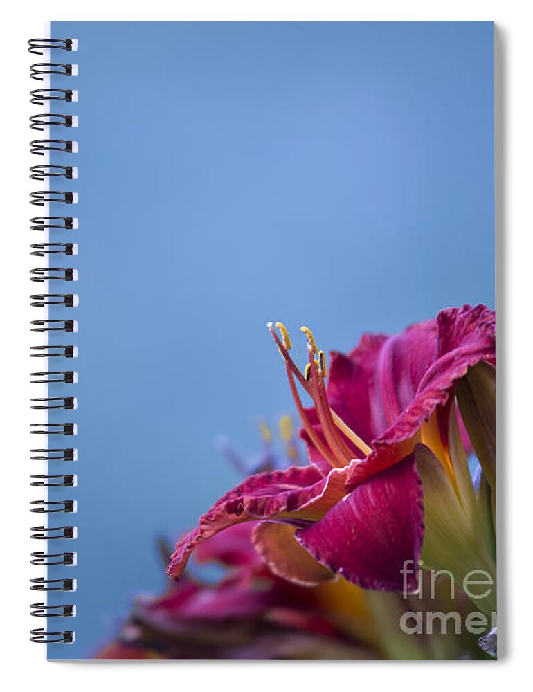 Fuchsia Spiral Notebook featuring the photograph Fuchsia on Blue by Andrea Silies