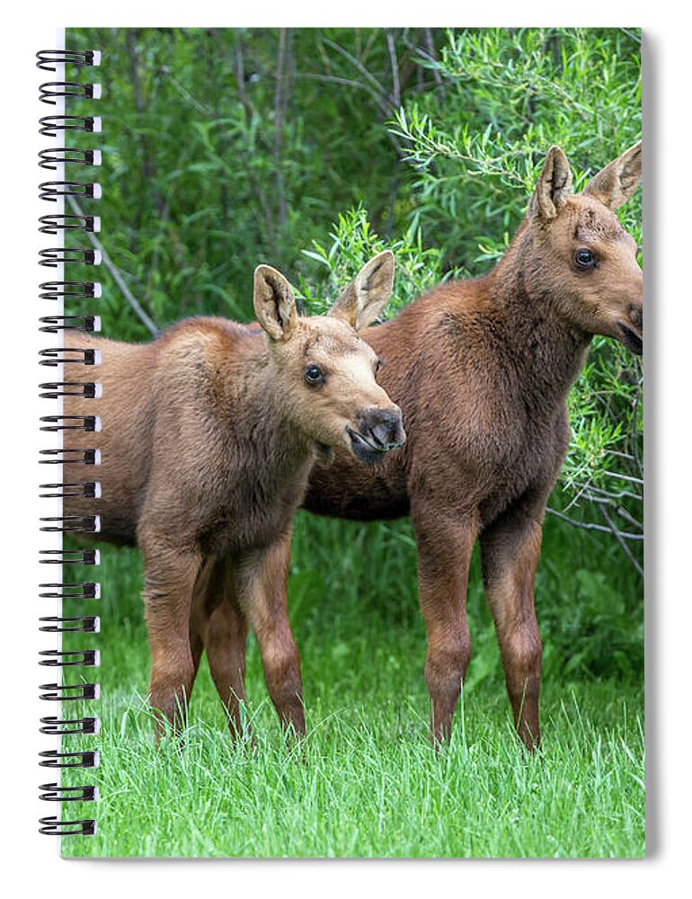 Moose Spiral Notebook featuring the photograph Future King by Kevin Dietrich