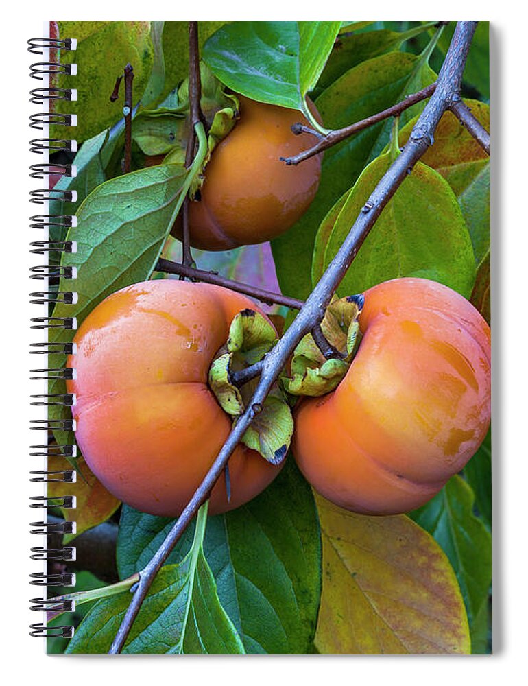 Fruit Spiral Notebook featuring the photograph Fuyu Persimmon On Tree by Saxon Holt