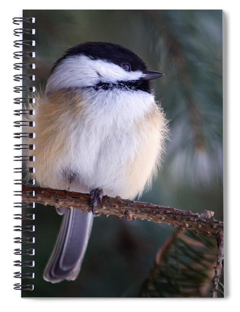 Birds Spiral Notebook featuring the photograph Fuzzy Chickadee by Al Mueller