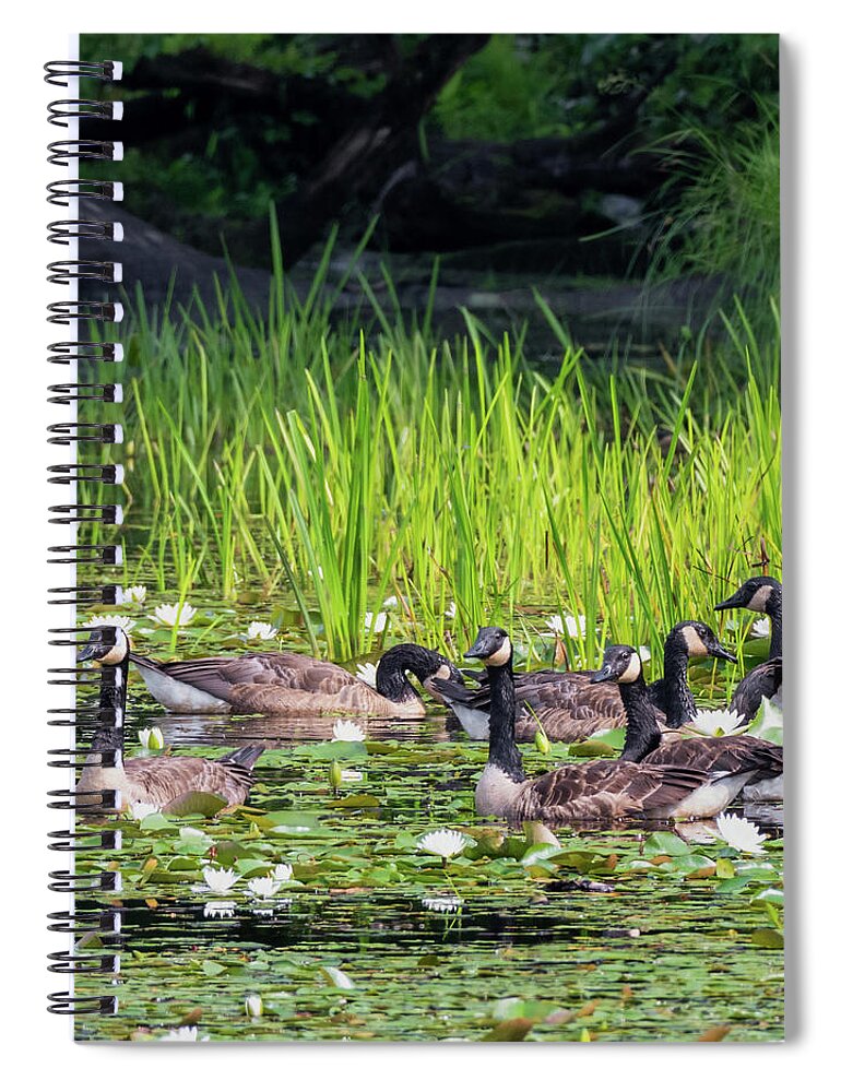Square Spiral Notebook featuring the photograph Gaggle Of Geese Square by Bill Wakeley