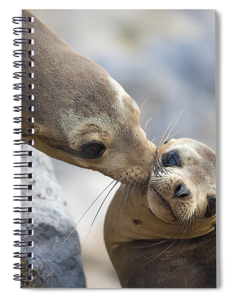 00548047 Spiral Notebook featuring the photograph Galapagos Sea Lion Kiss by Tui De Roy