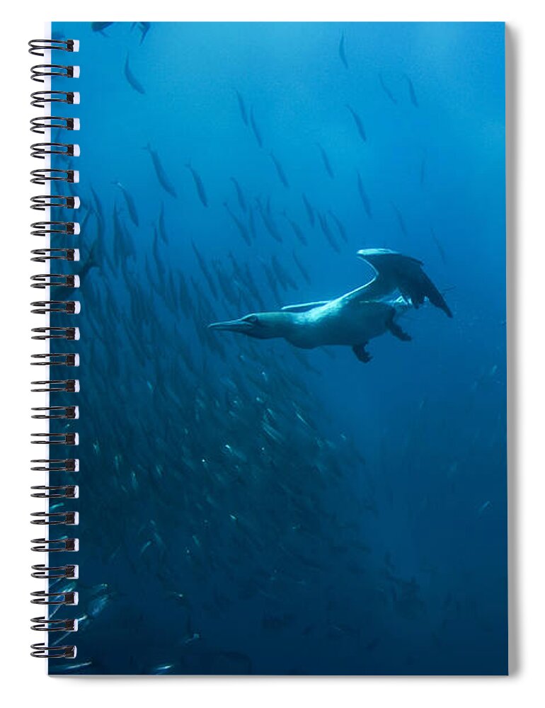 80135771 Spiral Notebook featuring the photograph Gannet Chasing Baitball by Colin Marshall