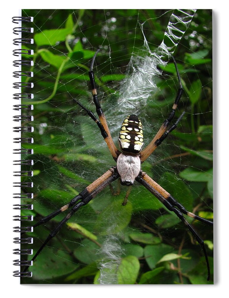 Black And Yellow Garden Spider Images Garden Spider Prints Arachnid Images Forest Ecology Biodiversity Nature Entomology Food Web Maryland Spider Images Maryland Spider Prints Spiral Notebook featuring the photograph Garden Spider by Joshua Bales