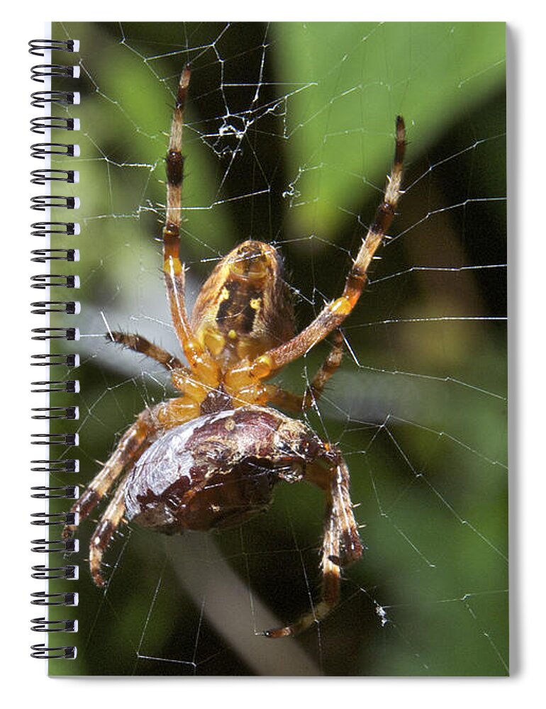 Spider Spiral Notebook featuring the photograph Garden Spider with a June Bug by Michael Peychich