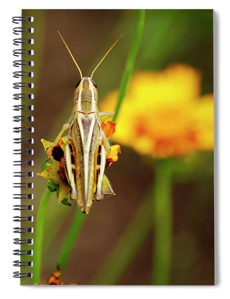 Grasshopper Spiral Notebook featuring the photograph Garden Visitor by Rebecca Langen