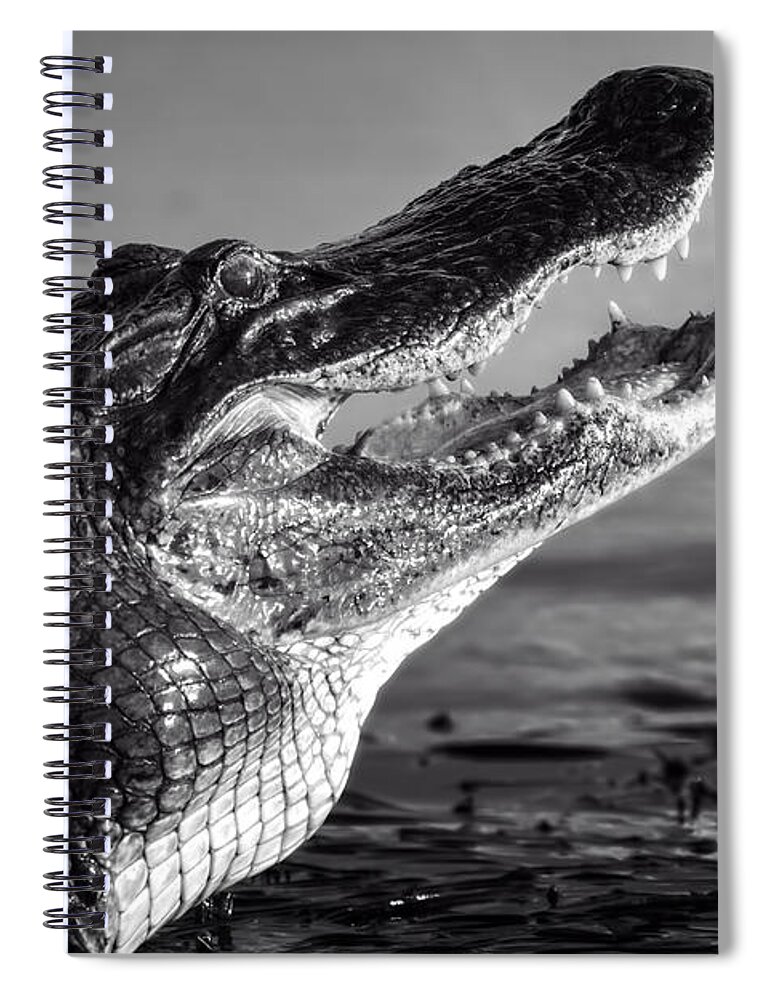 Alligator Spiral Notebook featuring the photograph Gator Growl by Mark Andrew Thomas
