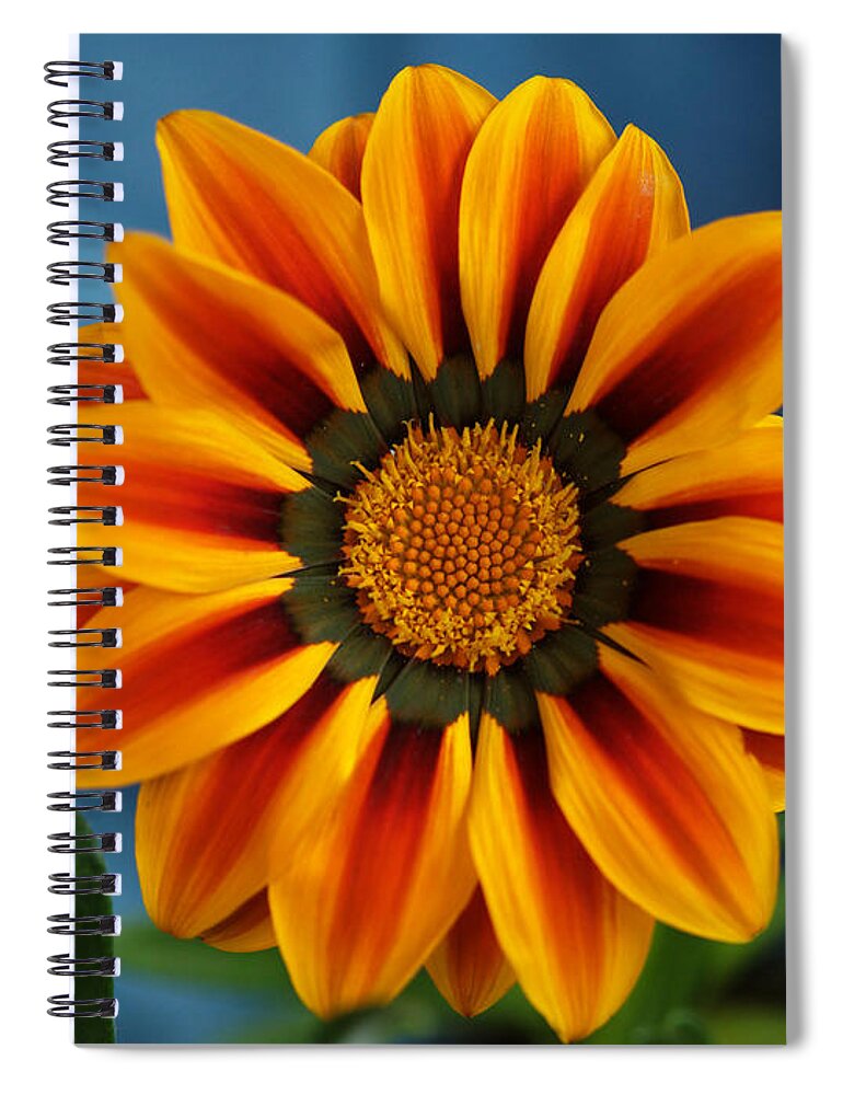 Flowers Spiral Notebook featuring the photograph Gazania In Electrified Color by Dorothy Lee