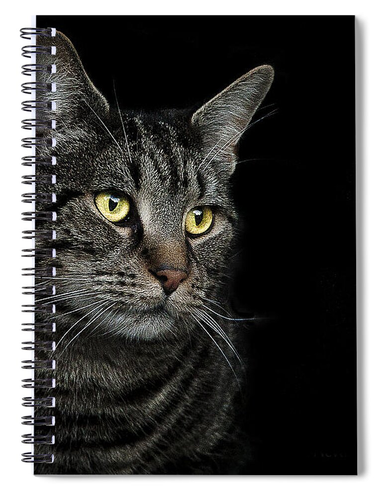 Cat Spiral Notebook featuring the photograph Gaze by Paul Neville