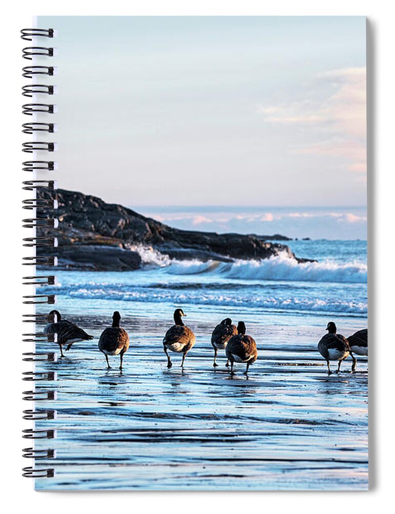 Geese Spiral Notebook featuring the photograph Geese congregating on Preston Beach Marblehead Massachusetts Sunrise by Toby McGuire